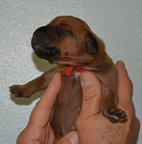ridgeback litter